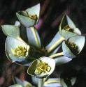 seafflosspurge
