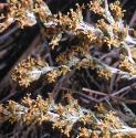 seaffloswormwood1