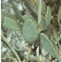 seaffolpurslane