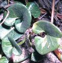 seaffol2bindweed1