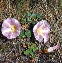 seafforbindweed1