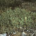 seafforpurslane1