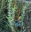 seafforspurge