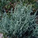 seafforwormwood1