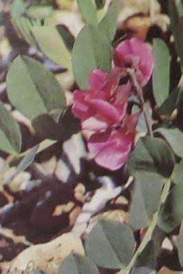 seapealathyrusjaponicuspolunin