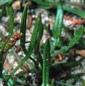 sheepsffolsorrel1
