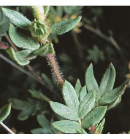 shrubbyffolbudcinquefoil1