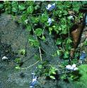 slenderfforspeedwell1