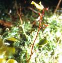 smallfforbladderwort1