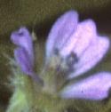 smallfloweredfflocranesbill1