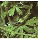 smallfloweredffolcranesbill