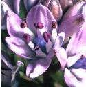 springfflo1squill