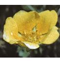 springfflo2cinquefoil