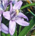 springfflo2squill