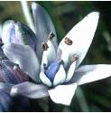 springfflo3squill