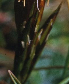 springfflosfemalesedge1
