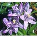springfflos2squill1