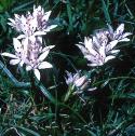 springffor3squill