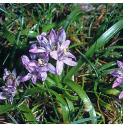 springffor4squill1