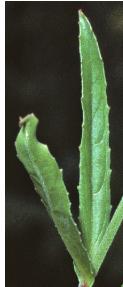 squarestemmedffol1willowherb1