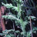 stickyffolgroundsel1