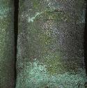 sycamoreffol4