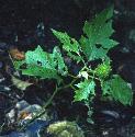 thornappleffor
