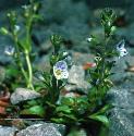 thymefforspeedwell