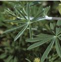 treeffollupin