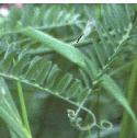 tuftedffol2vetch1