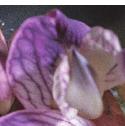 uprightfflo1vetch2