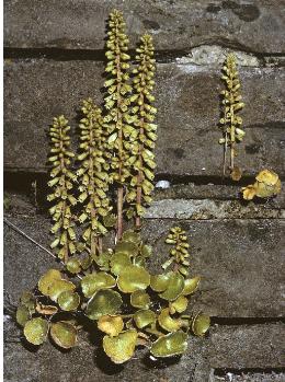 wallffor4pennywort