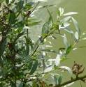 waterffolfigwortbritishflora