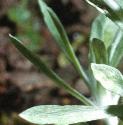 waysideffolcudweed1