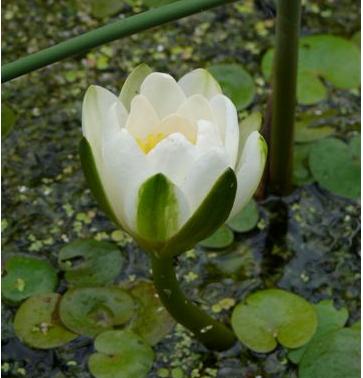 whitefflowaterlilybritishflora1