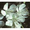 wildfflosplumdamson