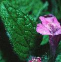 wildffolbasil