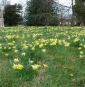 wildffordaffodilbritishflora