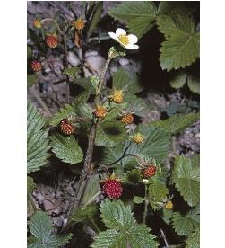 wildffrusstrawberry1