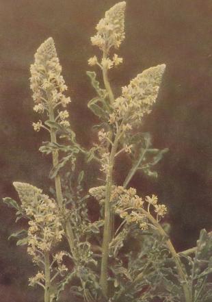 wildmignonetteresedaluteacorke1