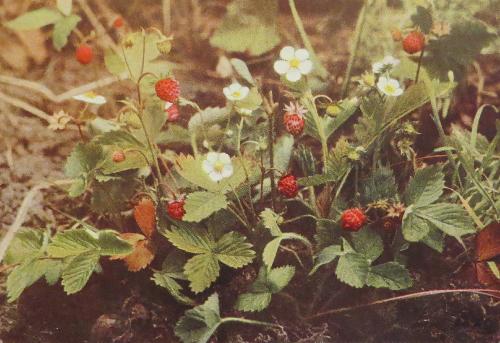 wildstrawberryfragariavescacorke1