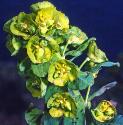 woodfflosspurge