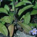 woodffolforgetmenot