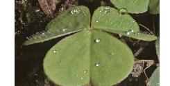woodffolsorrel