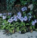 woodfforforgetmenot1