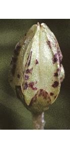 woodffrusorrel