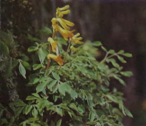 yellowcorydaliscorydalisluteapolunin