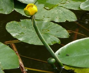 yellowfflowaterlilybritishflora