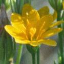 yellowfflowort1