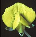 yellowfflo1vetchling
